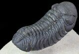 Austerops Trilobite - Ofaten, Morocco #67891-3